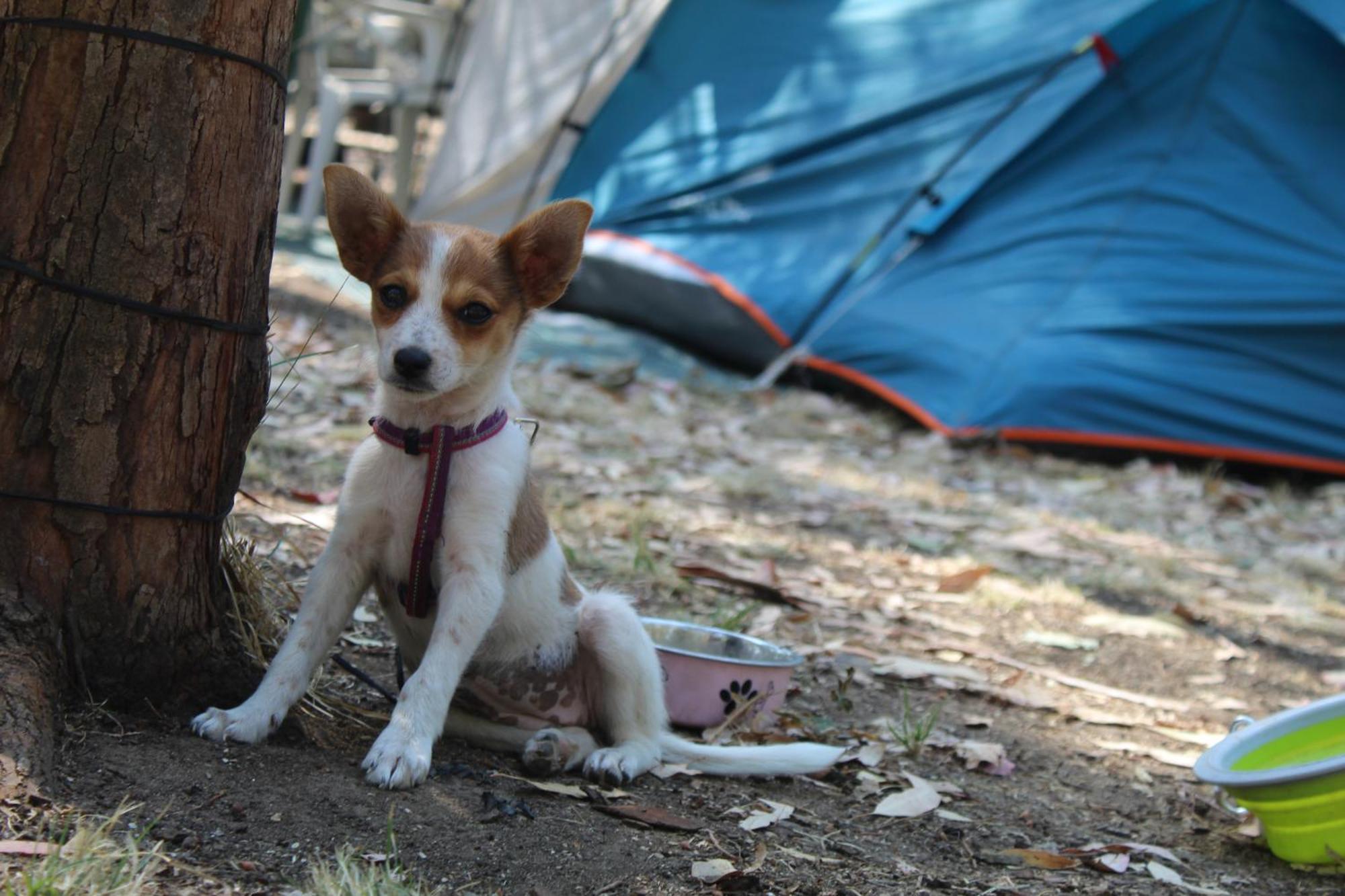 Village Camping Fico D'India Ovile la Marina Zewnętrze zdjęcie